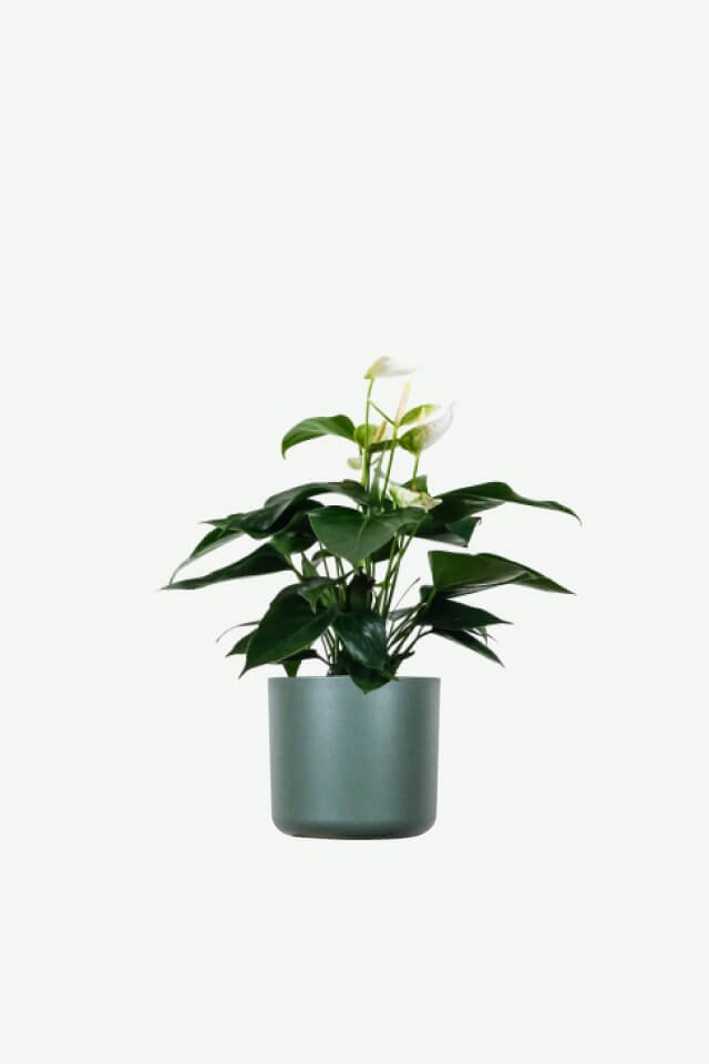 plants ecommerce product featured img 9 plants ecommerce product featured img 9